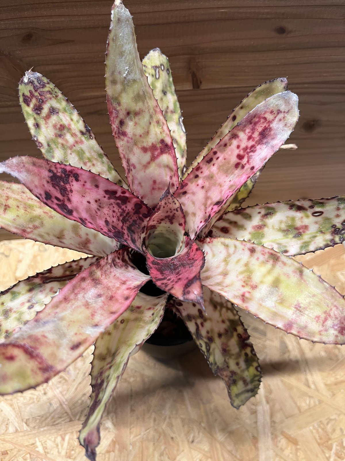 エクメア　オーランディアナ　スノーフレーク エクメア オーランディアナ スノーフレーク | GREEN LUCK