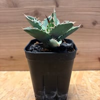アガベ チタノタ ドラゴンスパイン | GREEN LUCK