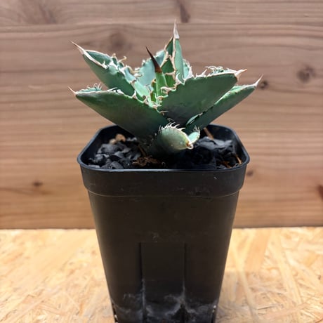 オアハカ | STORES