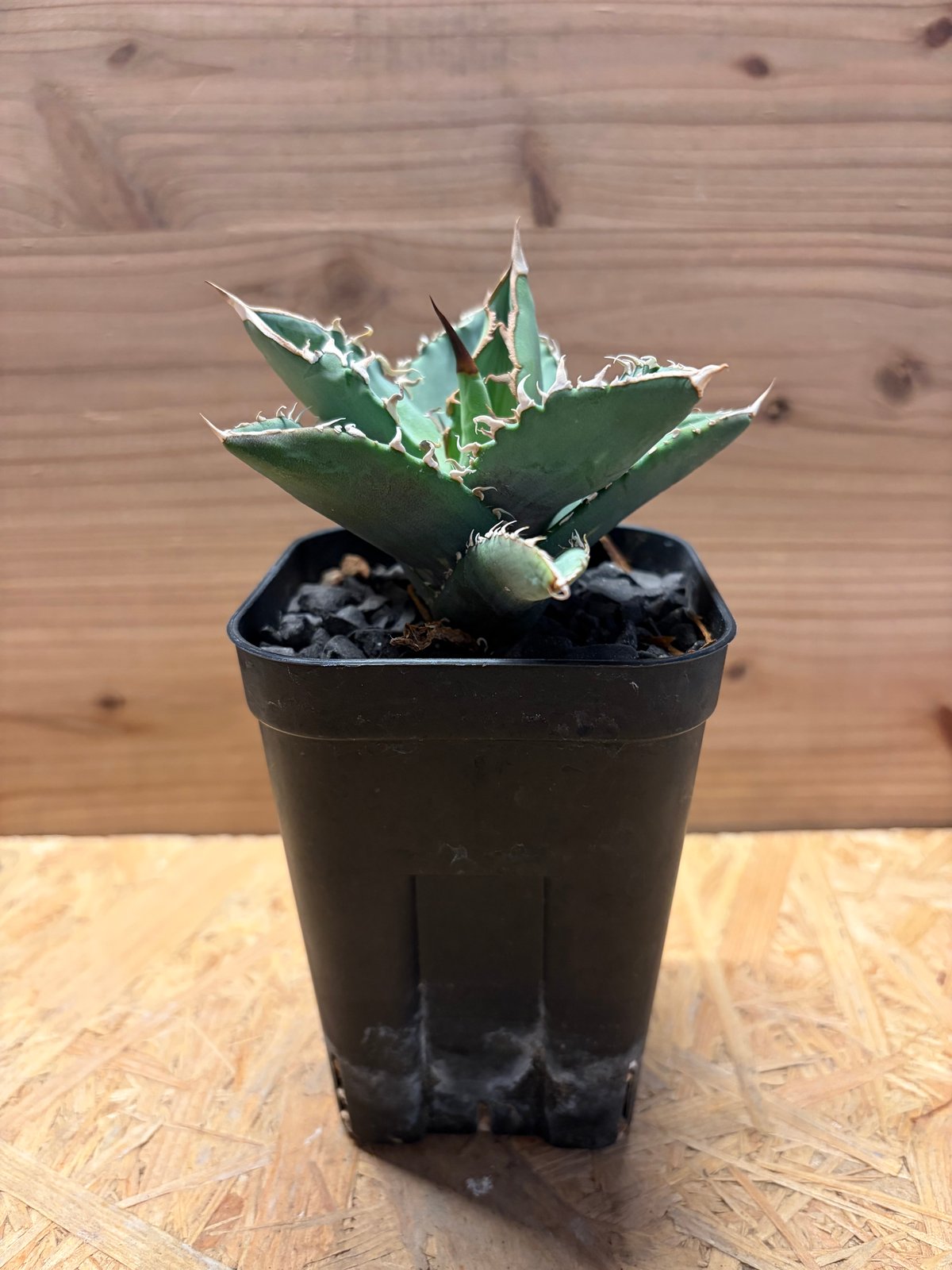 アガベ チタノタ オテロイ オアハカ実生 | GREEN LUCK