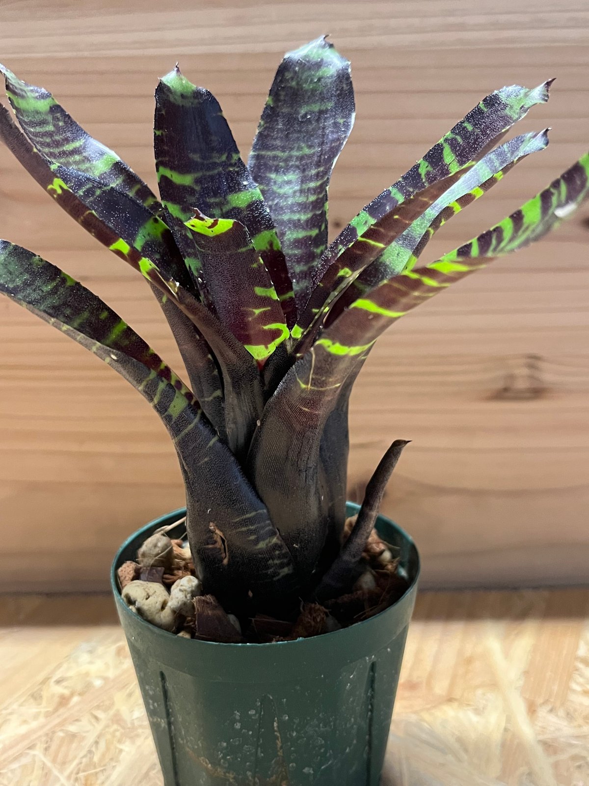 ネオレゲリア サボイトリュフ | GREEN LUCK