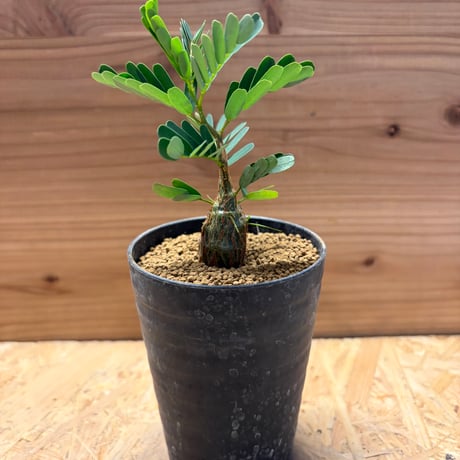 センナメリディオナリス | STORES