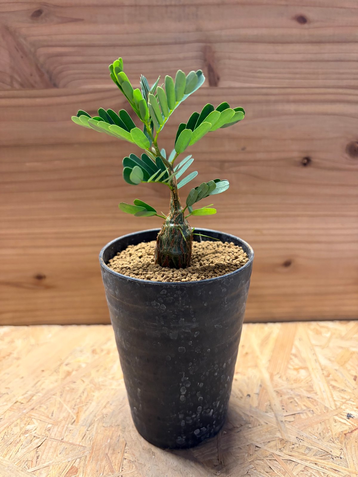 センナ メリディオナリス | GREEN LUCK