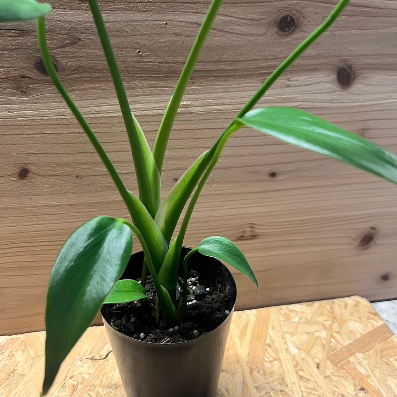 モンステラ バールマルクスフレーム | GREEN LUCK