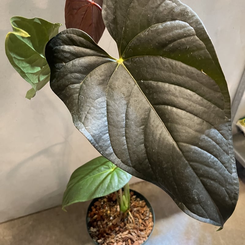 週末セール】Anthurium 'ロムズブラック'実生 週末セール】Anthurium