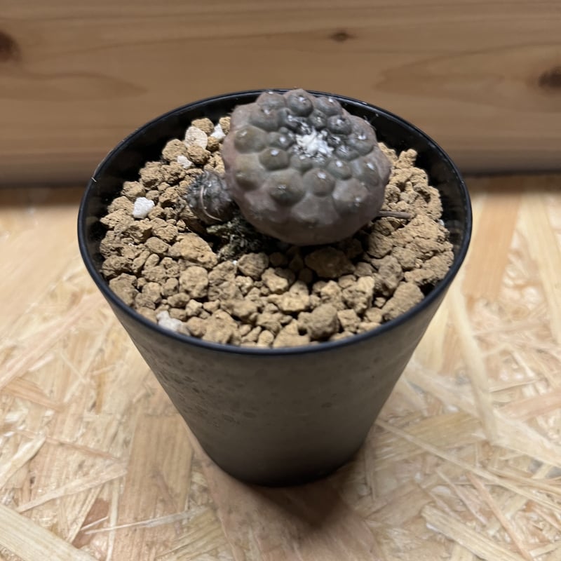 コピアポア ヒポガエア | GREEN LUCK