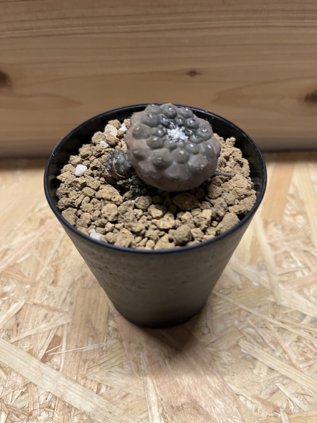 コピアポア フスカ 斧守火 2016記載 コピ新種 Copiapoa fusca Schaub & Keim JN1912