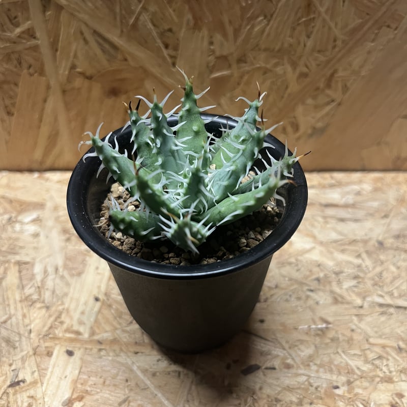 特選) 黒刺 アロエ エリナケア 特選) 黒刺 アロエ エリナケア 特選) 黒