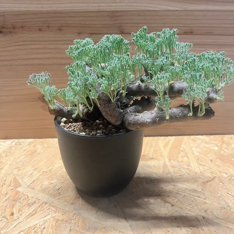 モンソニア ムルチフィダ （サルコカウロン） | GREEN LUCK