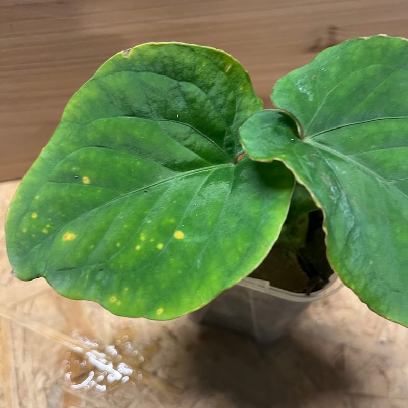 Anthurium kunayalense　アンスリウム　クナヤレンセ Anthurium kunayalense - NSE Tropicals