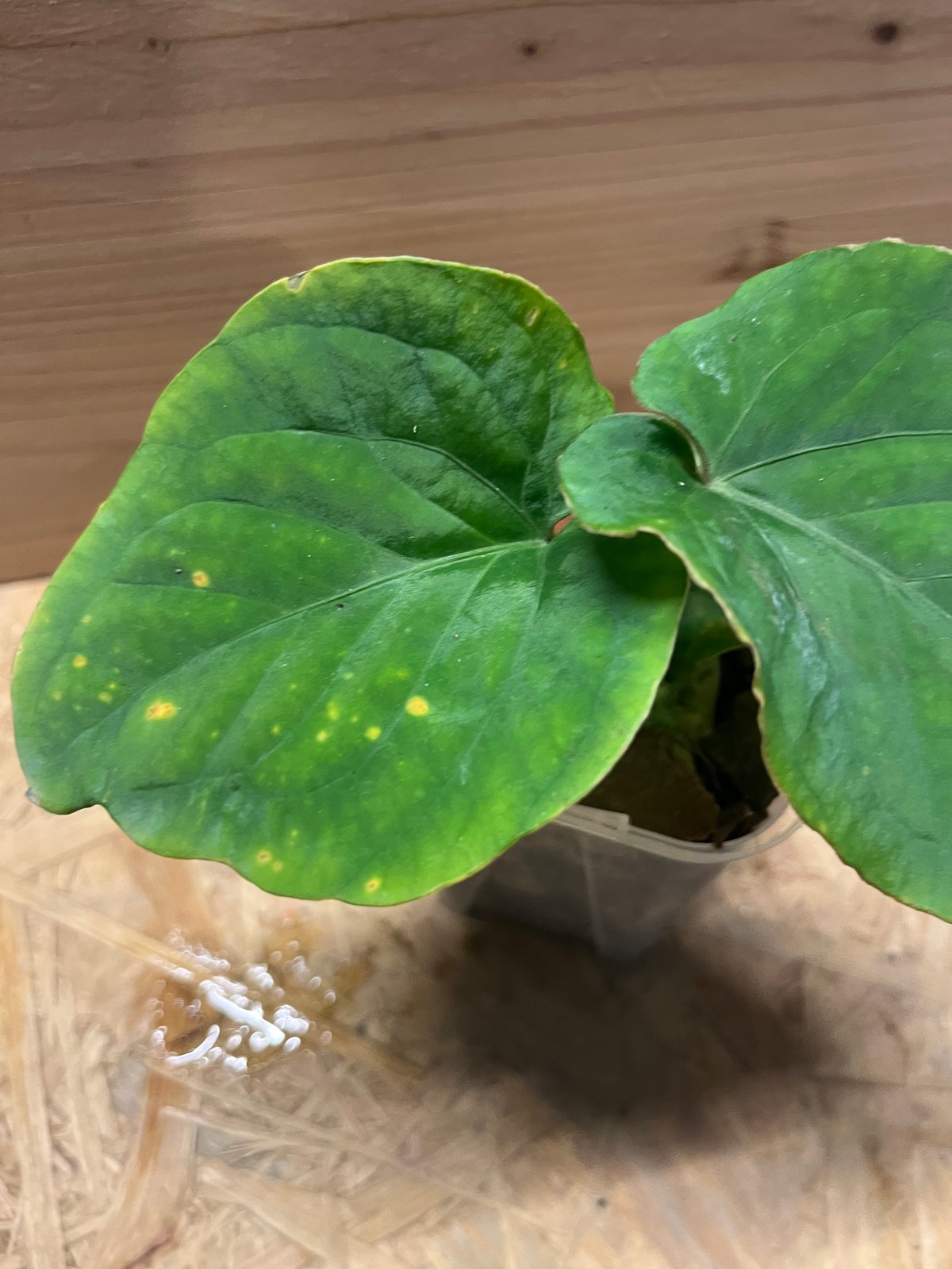 Anthurium kunayalense　アンスリウム　クナヤレンセ アンスリウム クナヤレンセ | GREEN LUCK