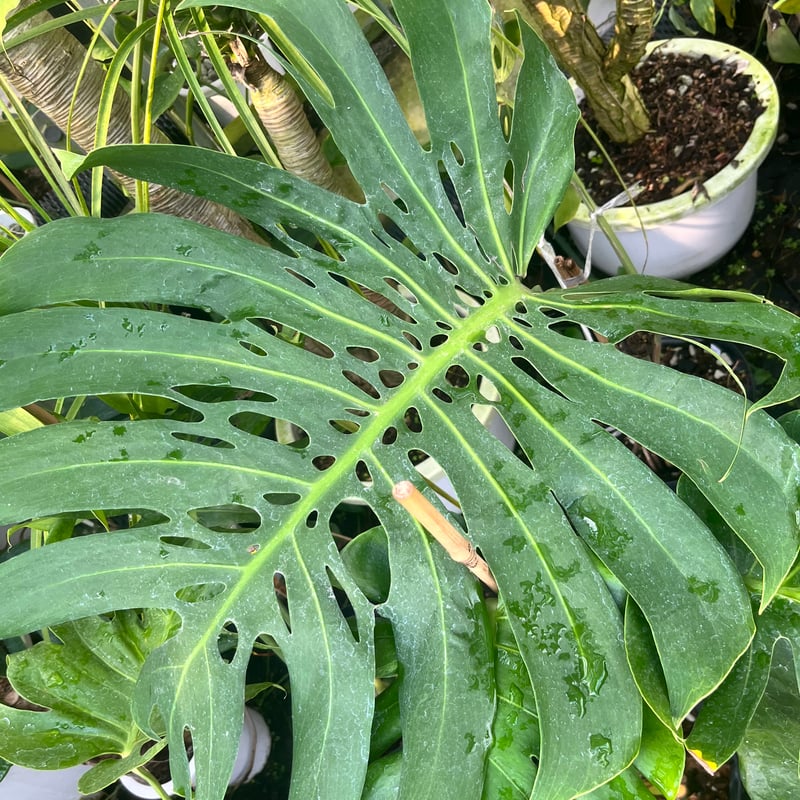 モンステラ デリシオーサ マクロコズム | GREEN LUCK