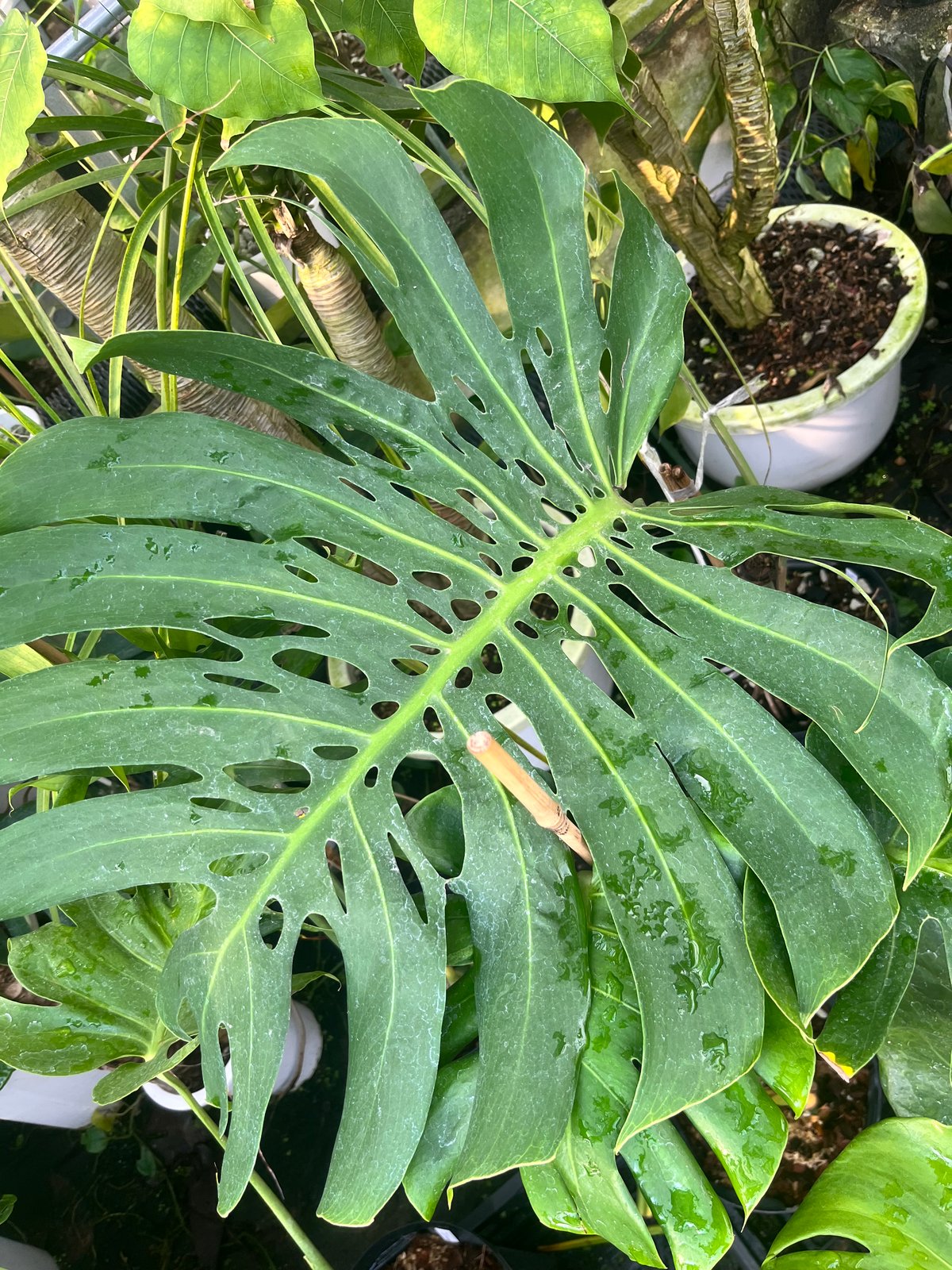 特大❗️モンステラ デリシオーサ マクロコズム ❤️愛知県東海市 特大❗️モンステラ デリシオーサ マクロコズム ❤️愛知県東海市 特大