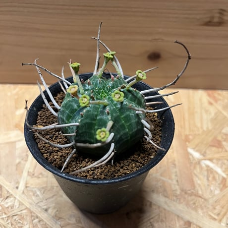 ユーフォルビア　バリダ　雄株