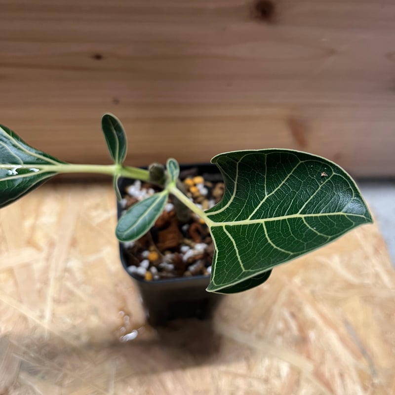 フィカス クリシュナボダイジュ | GREEN LUCK