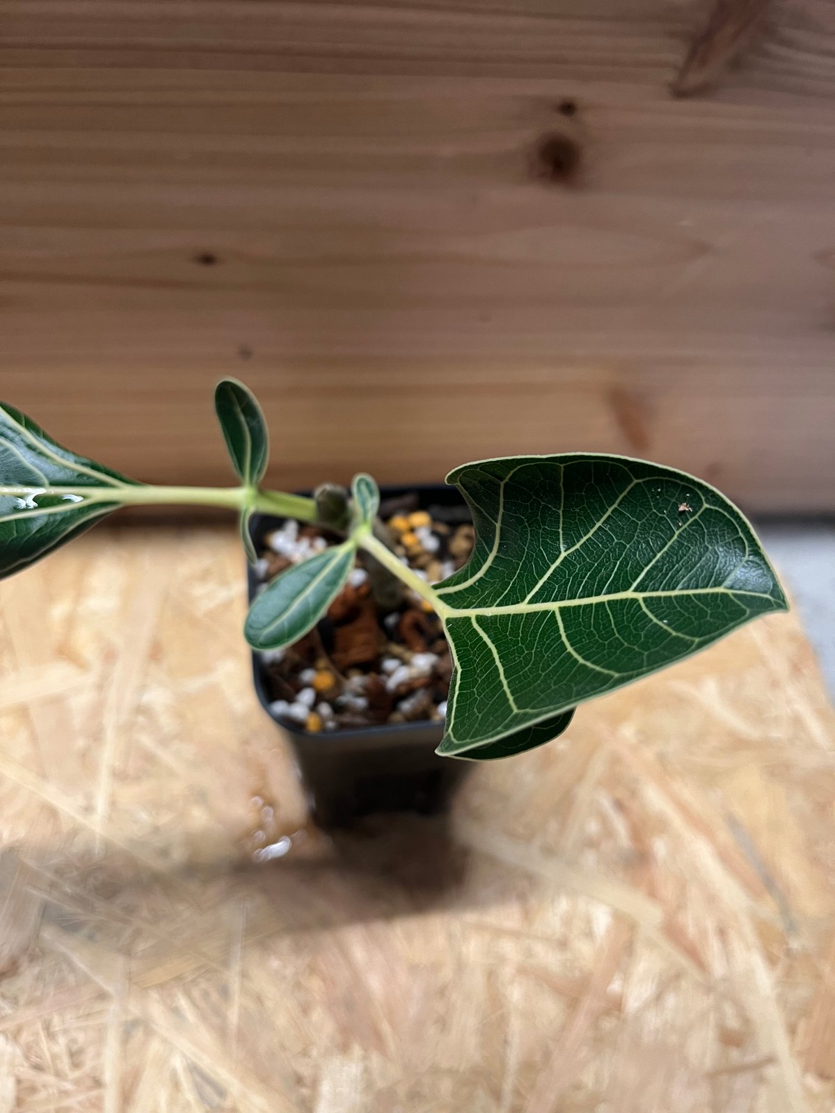 フィカス クリシュナボダイジュ | GREEN LUCK