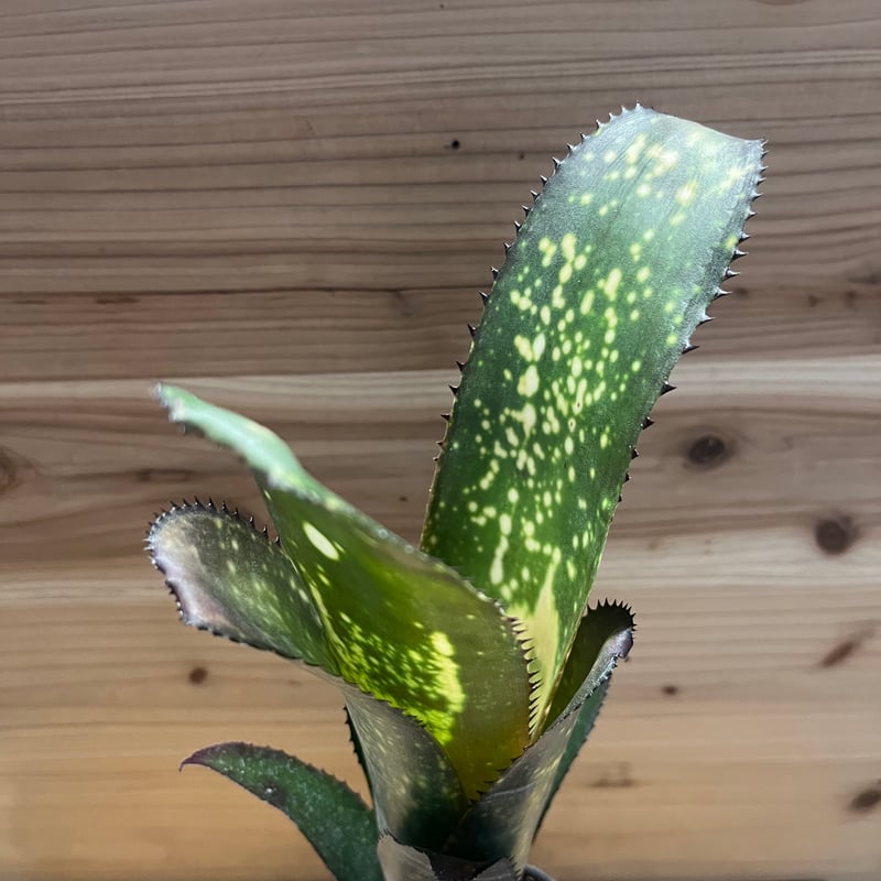 ビルベルギア メリーモナーク | GREEN LUCK