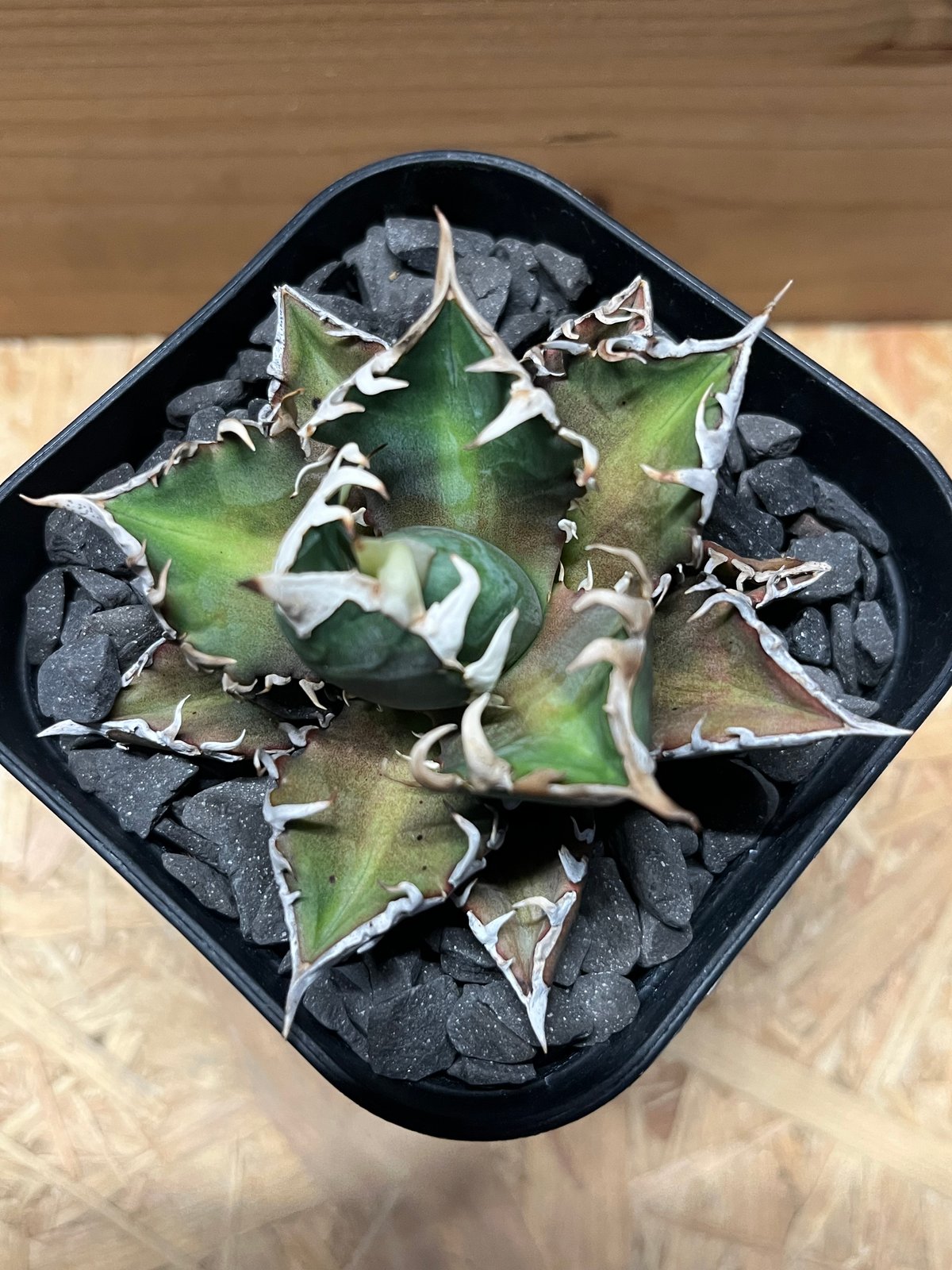 アガベ チタノタ レッドキャットウィーズル | GREEN LUCK