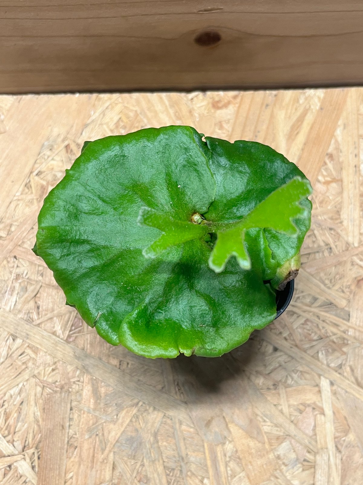 ビカクシダ　キッチャクード　グリーンブロッサム ビカクシダ キッチャクード シンリーフ Platycerium Kitshakood thin