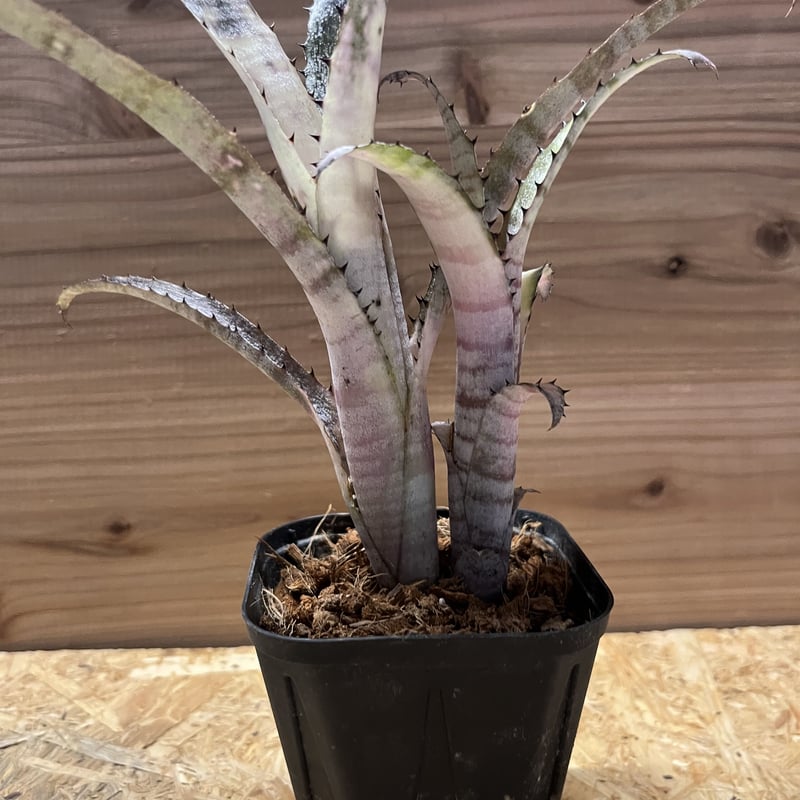 ビルベルギア パイプライン | GREEN LUCK