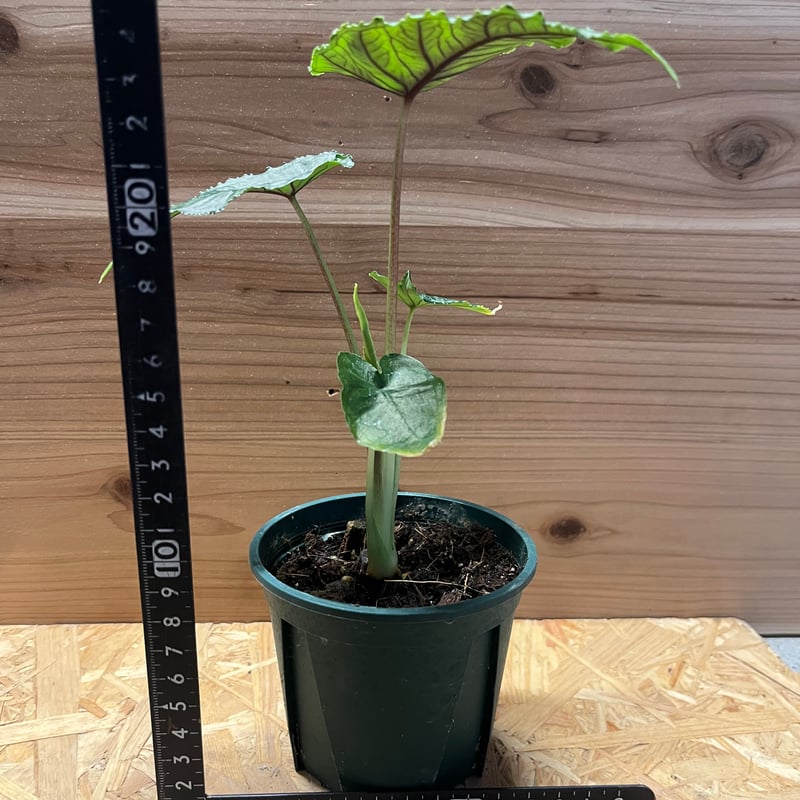 アロカシア オラニ | GREEN LUCK