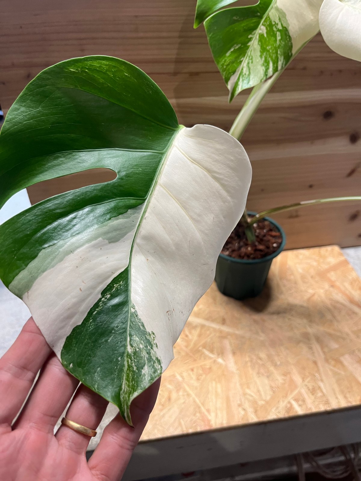 極斑入り モンステラ ボルシギアナ バリエガータ | GREEN LUCK