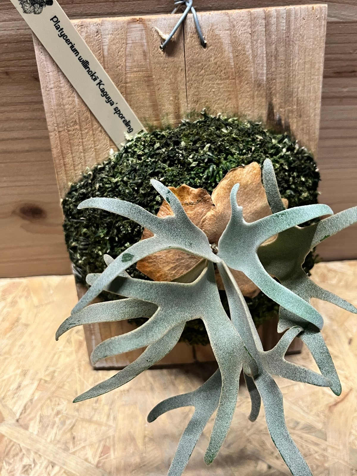 ビカクシダ　willinckii kaguya sporeling 🌙 P. willinckii 'Kaguya'【迦具夜】🌙 【Yello Moon Dwarf sporeling