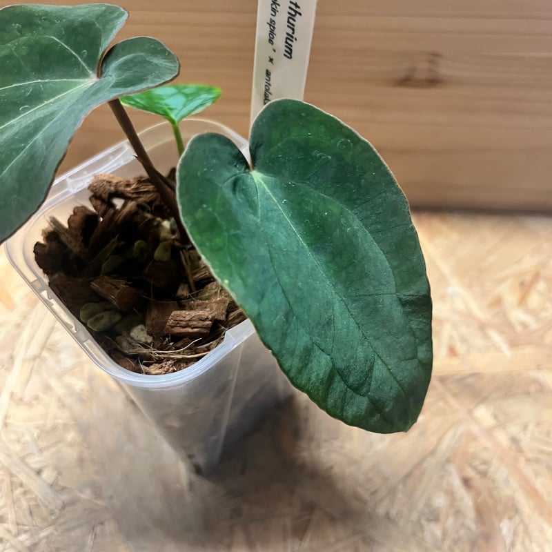 アンスリウム パンプキンスパイス×アントラキー（テズラ） | GREEN LUCK