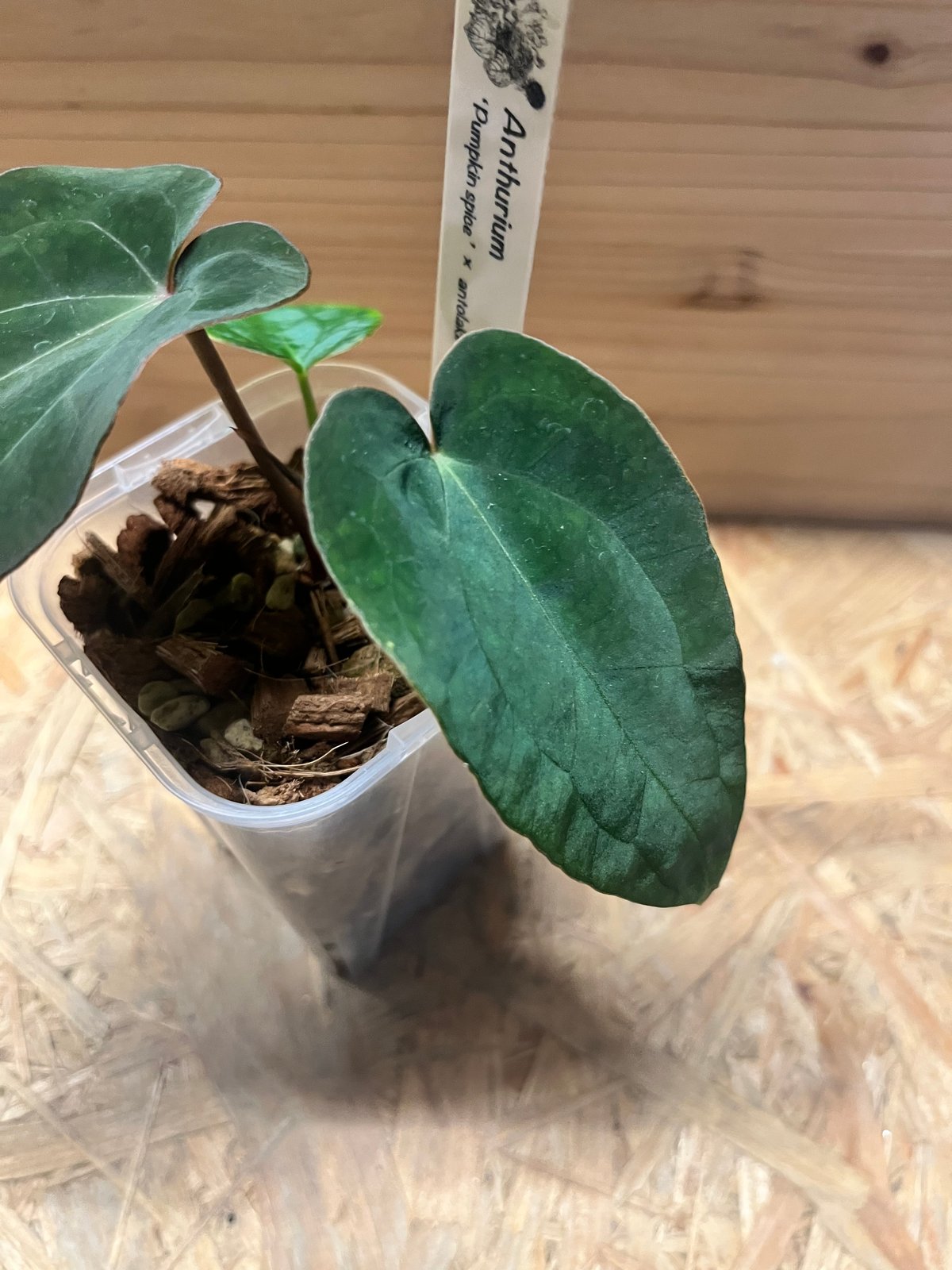 【HS】アンスリウム　pumpkin spice アンスリウム パンプキンスパイス×アントラキー（テズラ） | GREEN LUCK