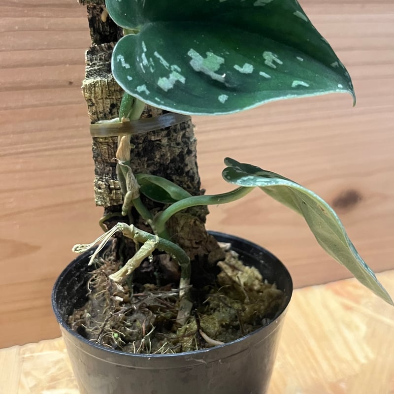 スキンダプサス トリカラー | GREEN LUCK