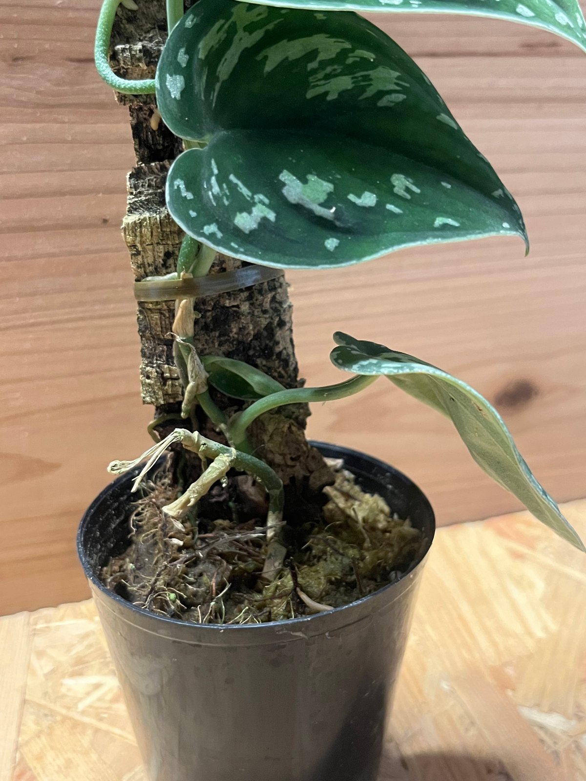 極美株】Scindapsus pictus tricolor ☆スキンダプサス 激レア