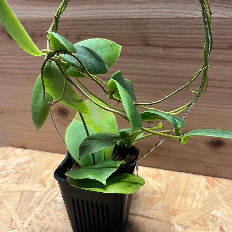 1025＊Hoya ＊ホヤ ＊diversifolia ＊グリーンオングリーン 1025＊Hoya