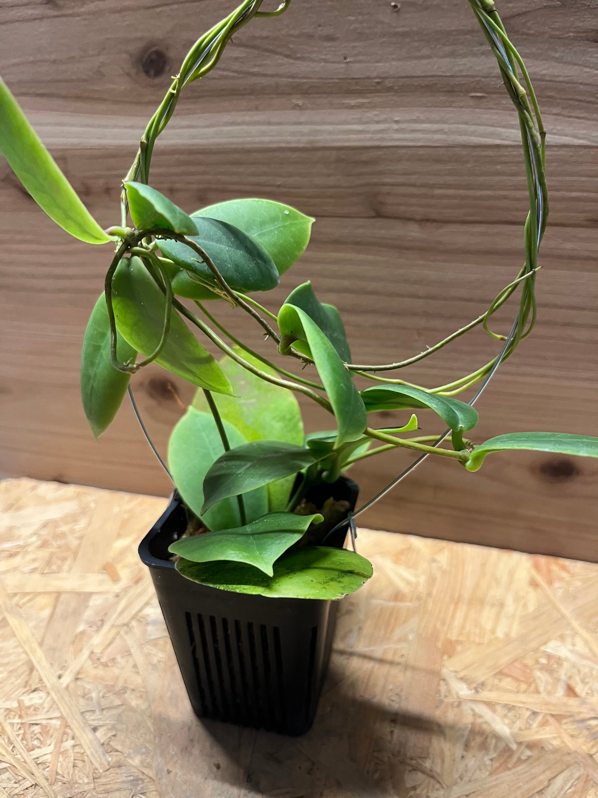 0724＊ホヤ ＊ Hoya ＊ メレディティー ＊meredithii はじめてグリーン系のHoyaのお花が咲きました（Hoya meredithii