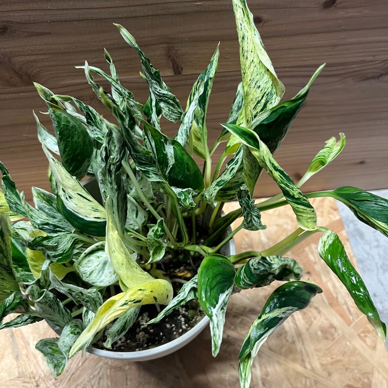 ポトス テルノラブソング | GREEN LUCK