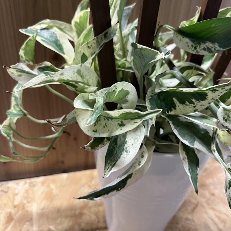 ポトス エクセレント | GREEN LUCK