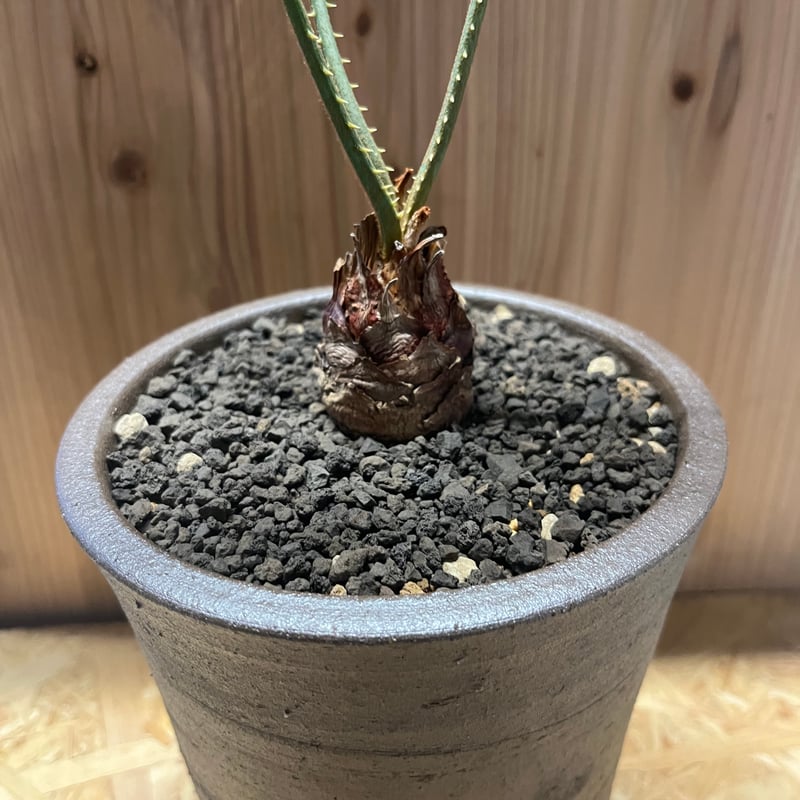 サイカス カイルンシアナ×伝市鉢 登窯 | GREEN LUCK