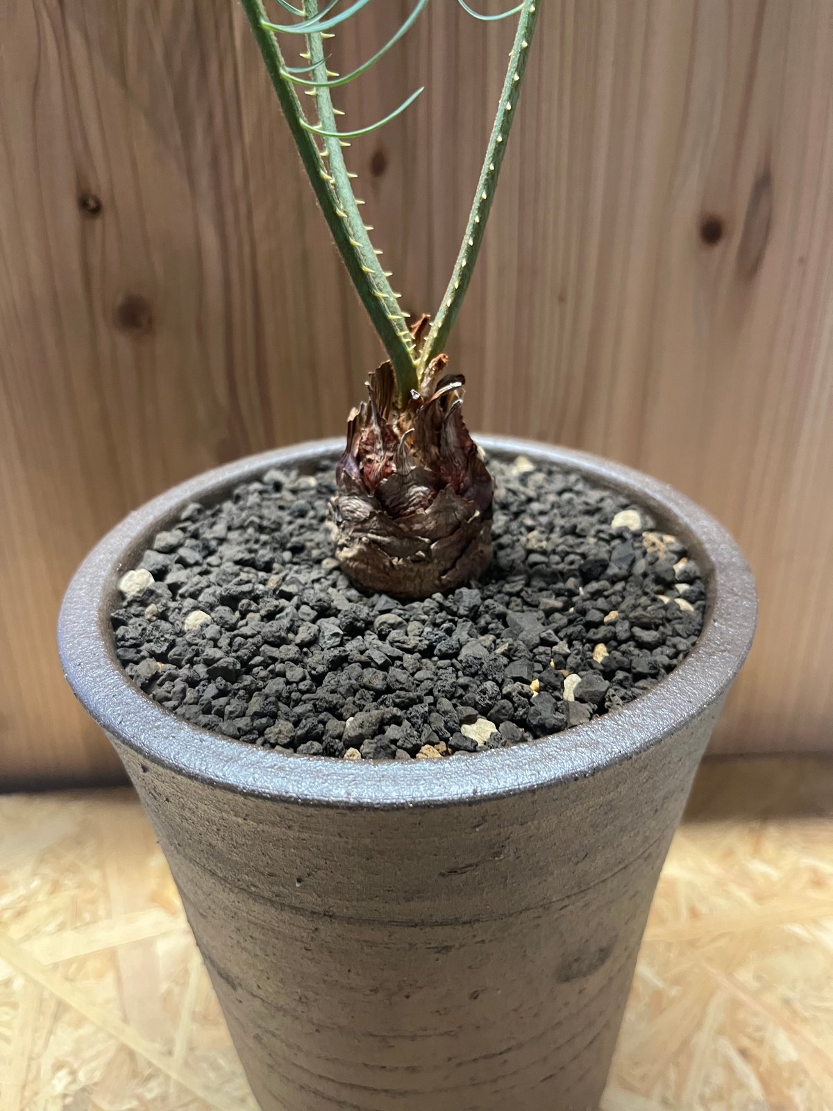 赤肌 カイルンシアナ サイカス 観葉植物 激レア！現品お届け】サイカス カイルンシアナ（ブルーソテツ）9
