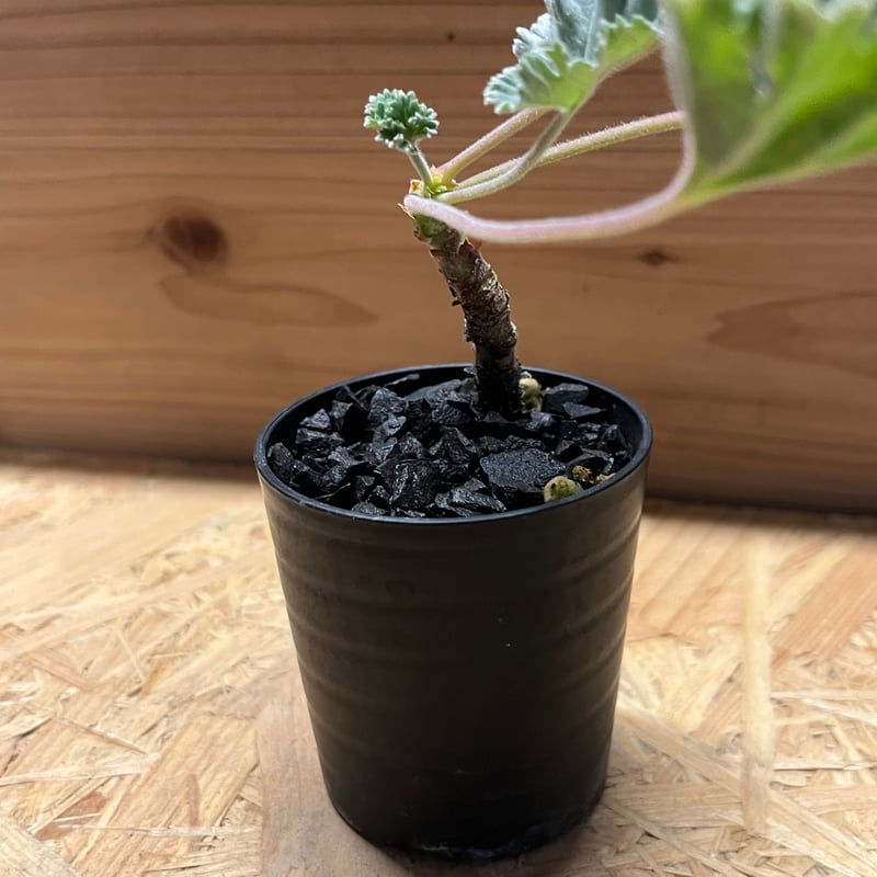 ペラルゴニウム　ミラビレ　実生　2 ペラルゴニウム ミラビレ Pelargonium mirabile №2 | mana's f