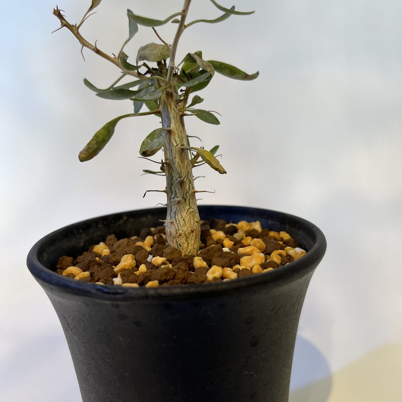 フォークイエリア コルムナリス 観峰玉 | GREEN LUCK