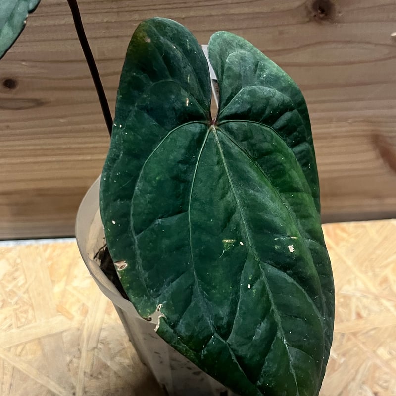 アンスリウム 'レッドベインダークフェニックス' OC | GREEN LUCK