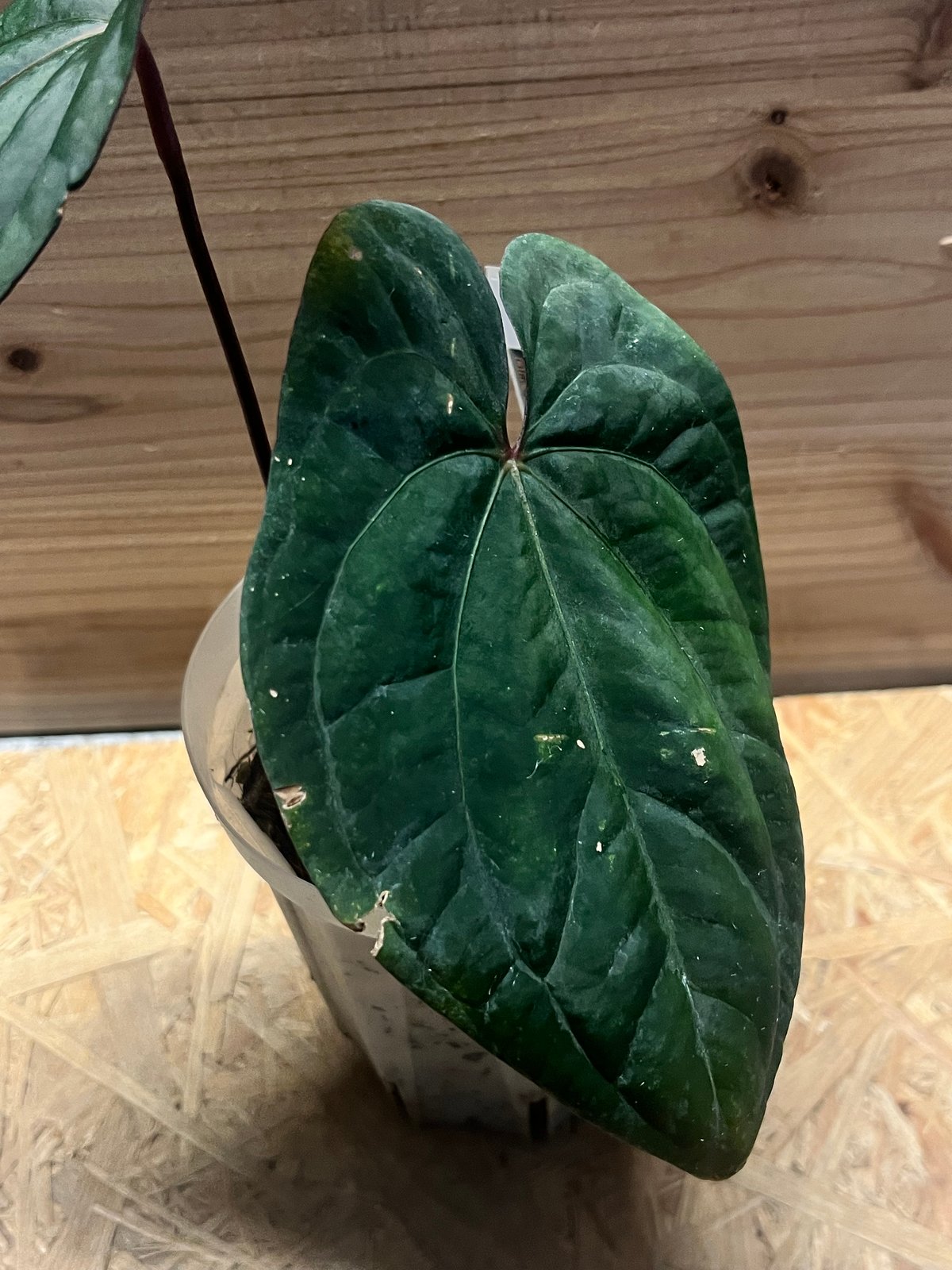 アンスリウム 'レッドベインダークフェニックス' OC | GREEN LUCK