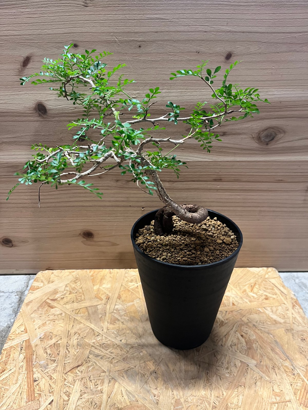 オペルクリカリア パキプス | GREEN LUCK