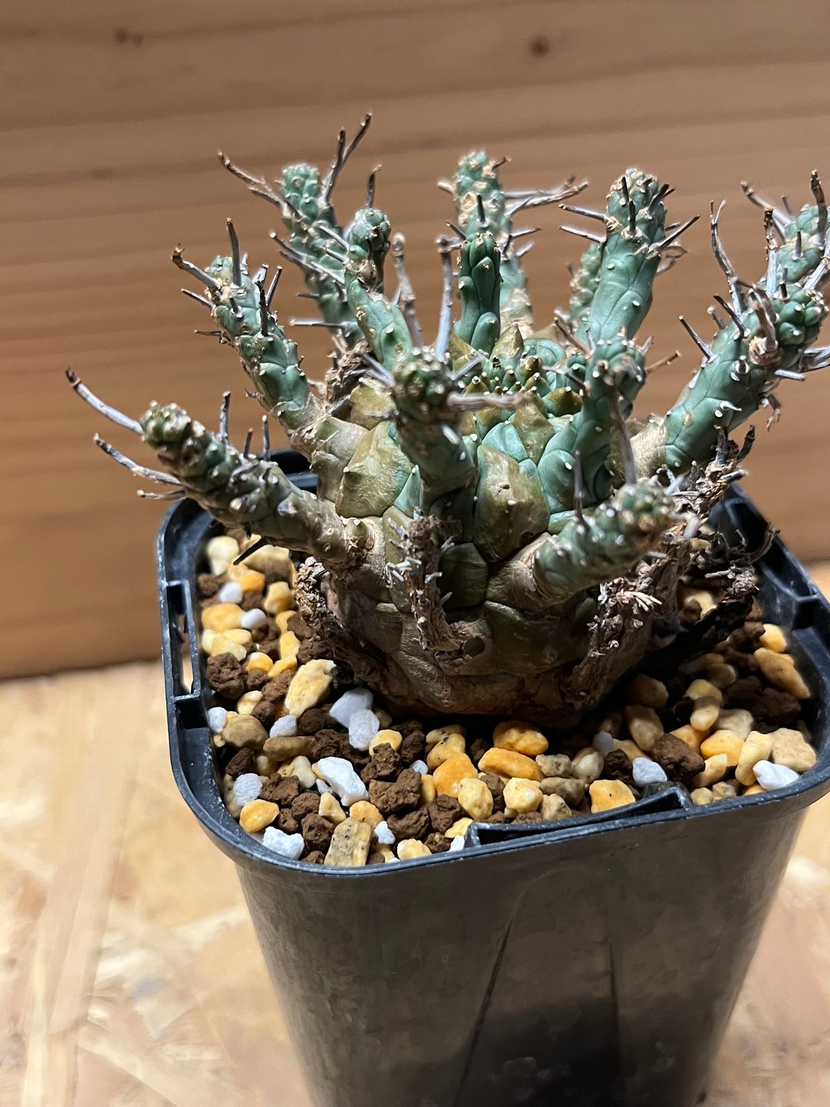 ユーフォルビア デセプタ | GREEN LUCK