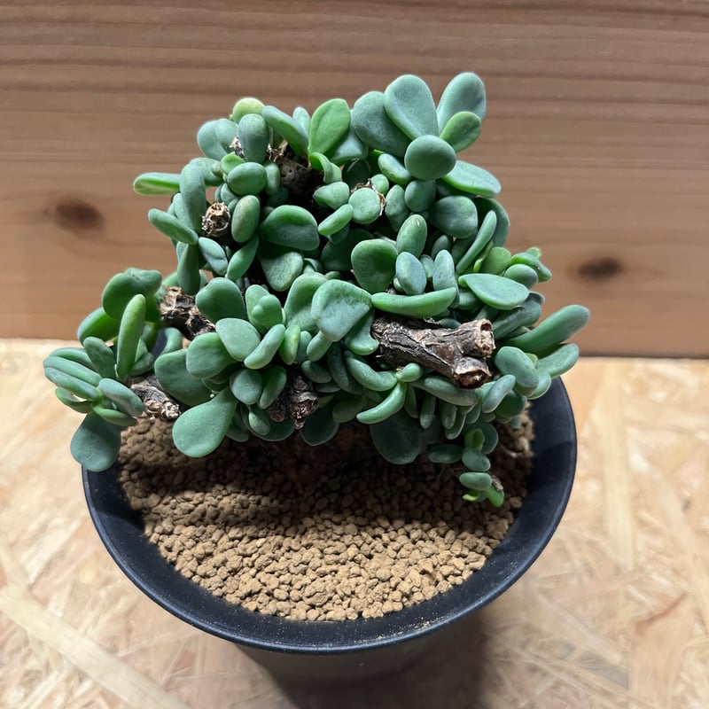 ケラリア ピグマエア 大株 良型 鉢ごと発送 ケラリア ピグマエア 大株 | STELLA.PLANTS