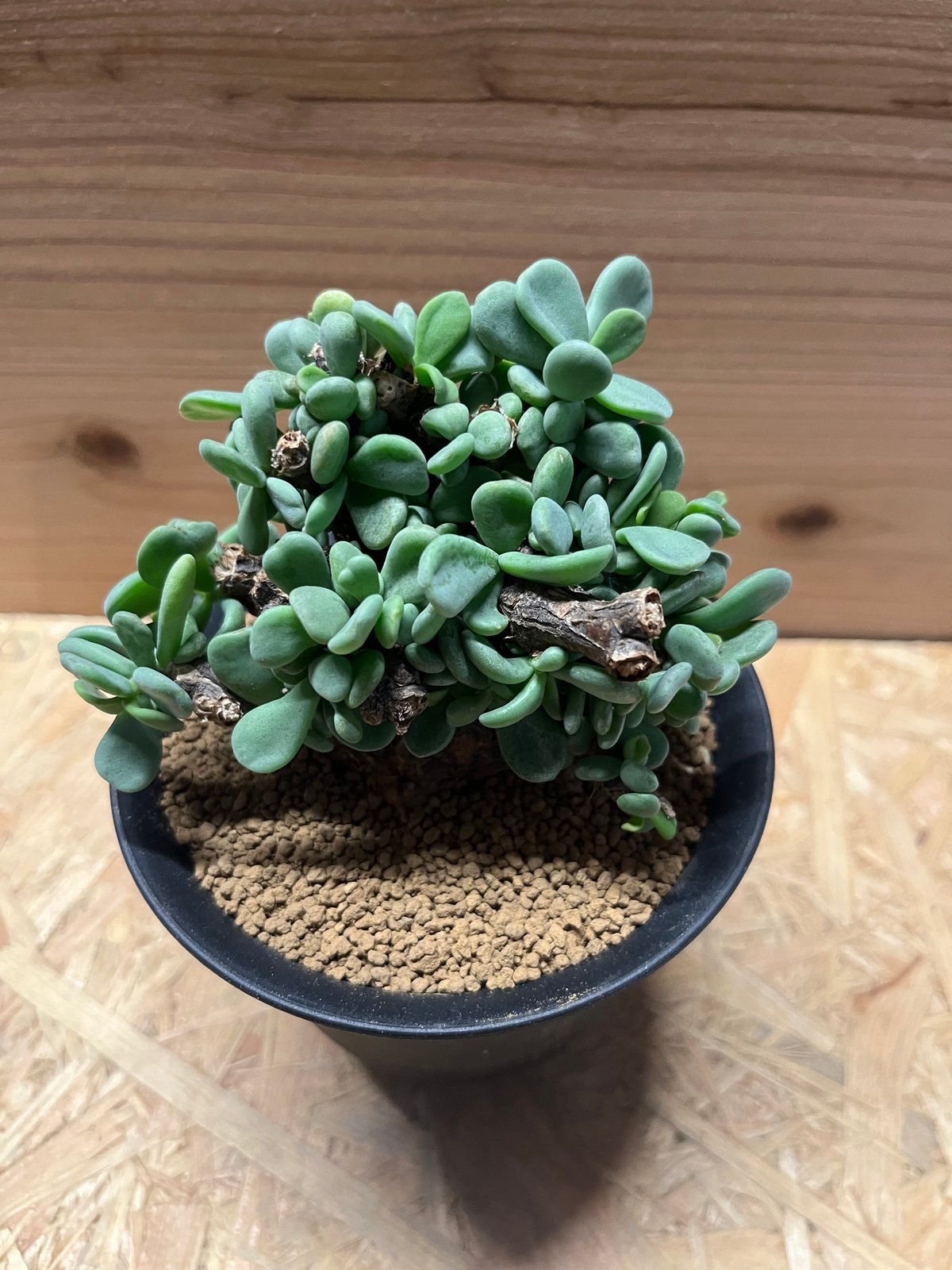 ケラリア ピグマエア | GREEN LUCK