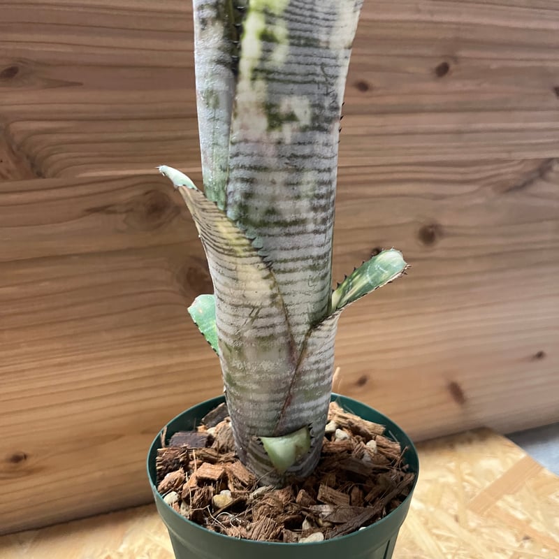 ビルベルギア John Hervy Friend 子株付き ビルベルギア 子株付き