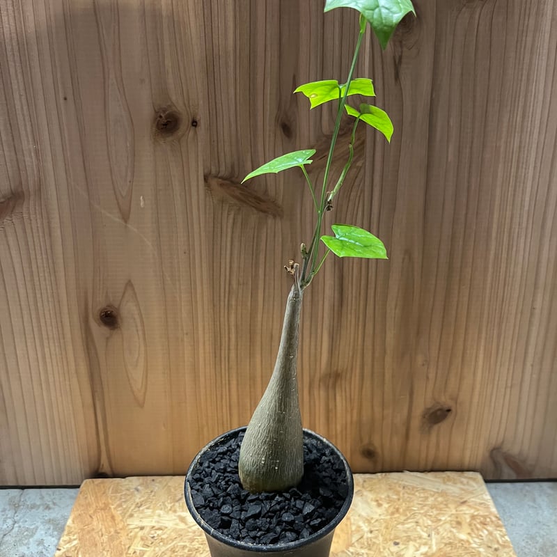 【美形ボコ肌　ゲラルダンサス　マクロリザス】盆栽風 美形ボコ肌 ゲラルダンサス マクロリザス】盆栽風