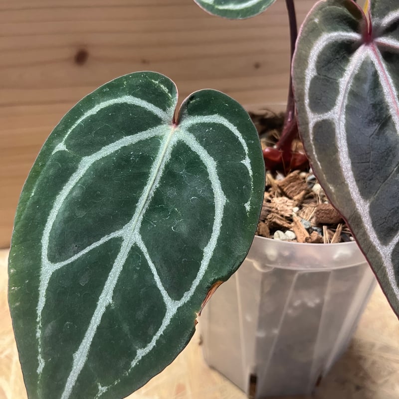 アンスリウム スカーレット | GREEN LUCK