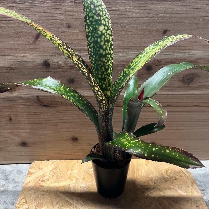 Billbergia 'Dreams'〔ビルベルギア〕現品発送B0261 fit=scale-down,w=1200