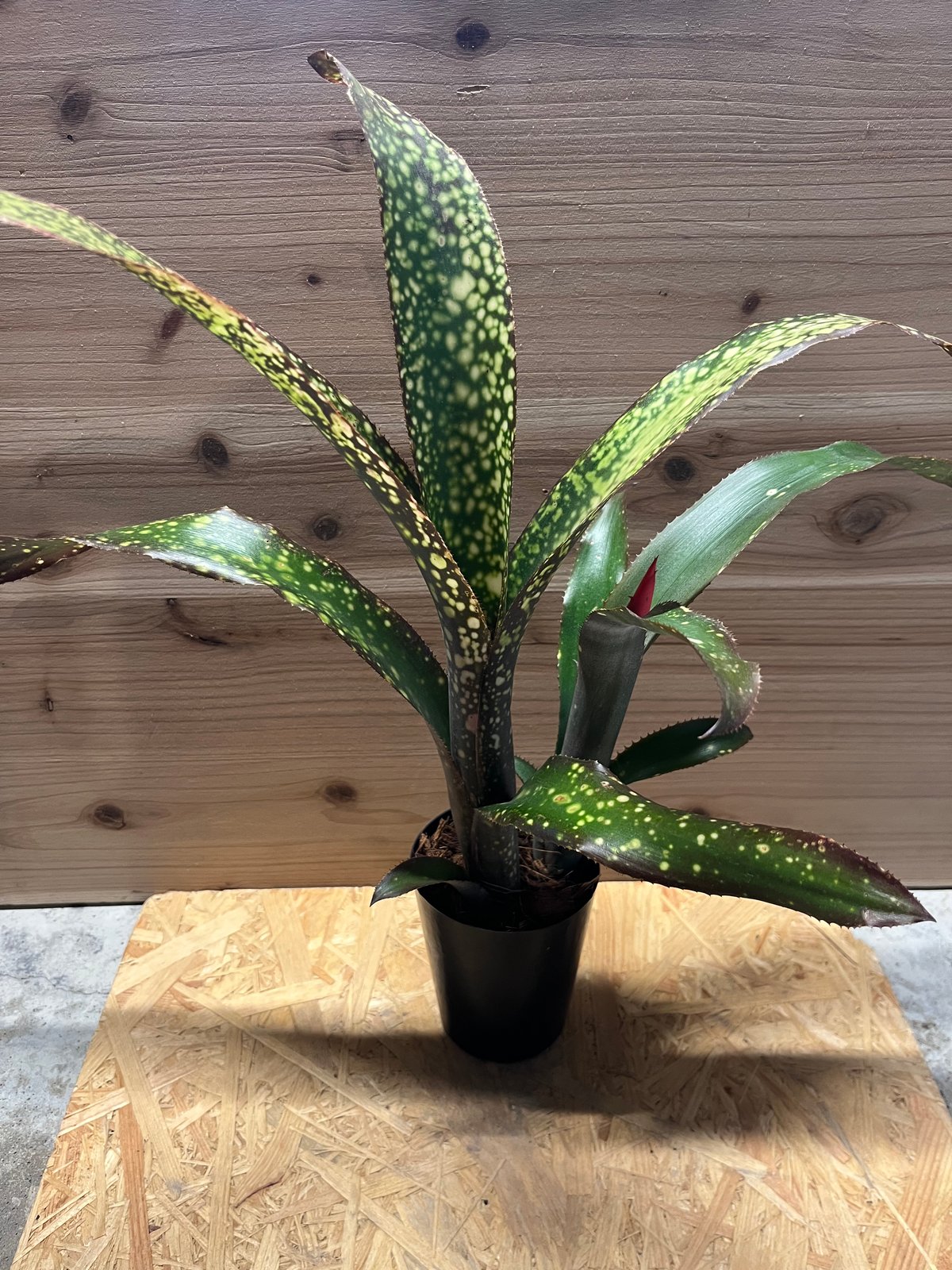 Billbergia 'Dreams'〔ビルベルギア〕現品発送B0261 Billbergia 'Dreams'〔ビルベルギア〕現品発送B0261 Billbergia